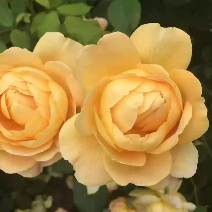 Cream Rose Rosa plant
