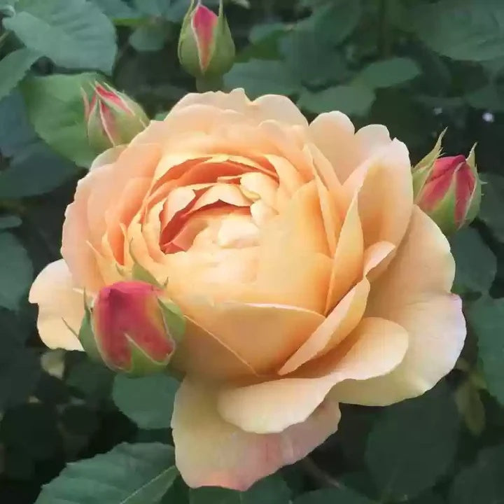 Cream Rose Rosa plant
