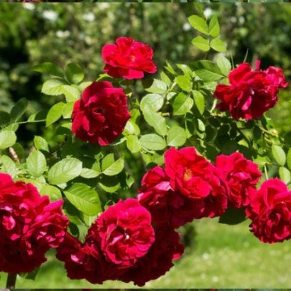 Red Climbing Rosa plant