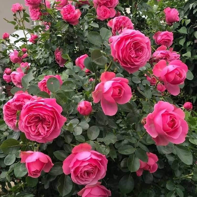 Pink Climbing Rosa plant
