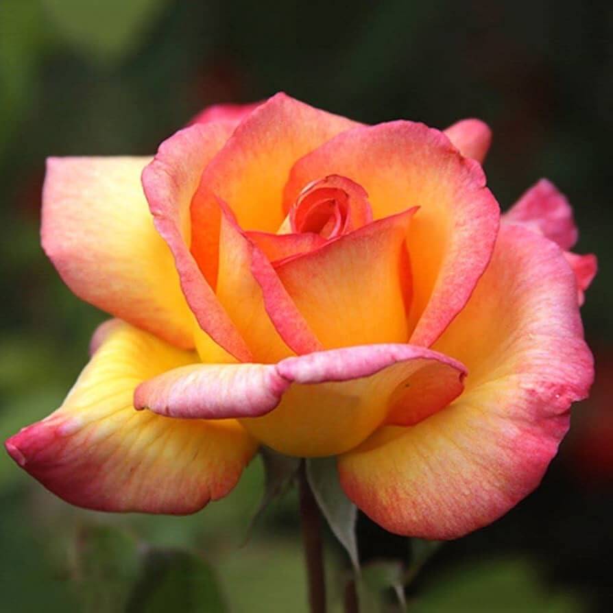 Light Pink Rosa plant