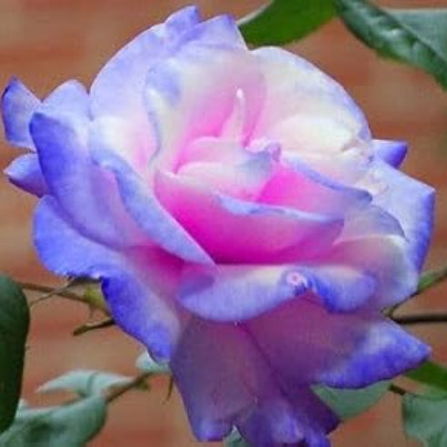& Blue Rosa plant