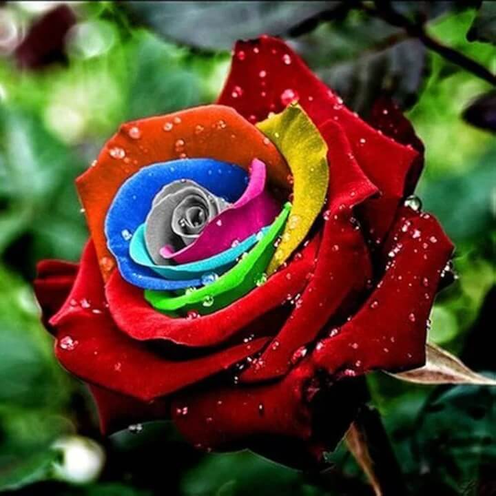 Red Multi-Color Rosa plant