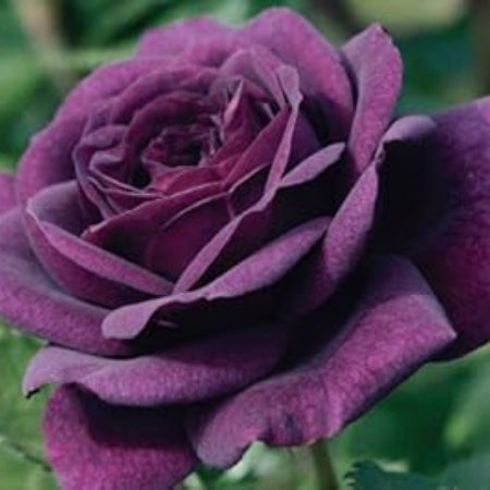 Purple Dragon Rosa plant