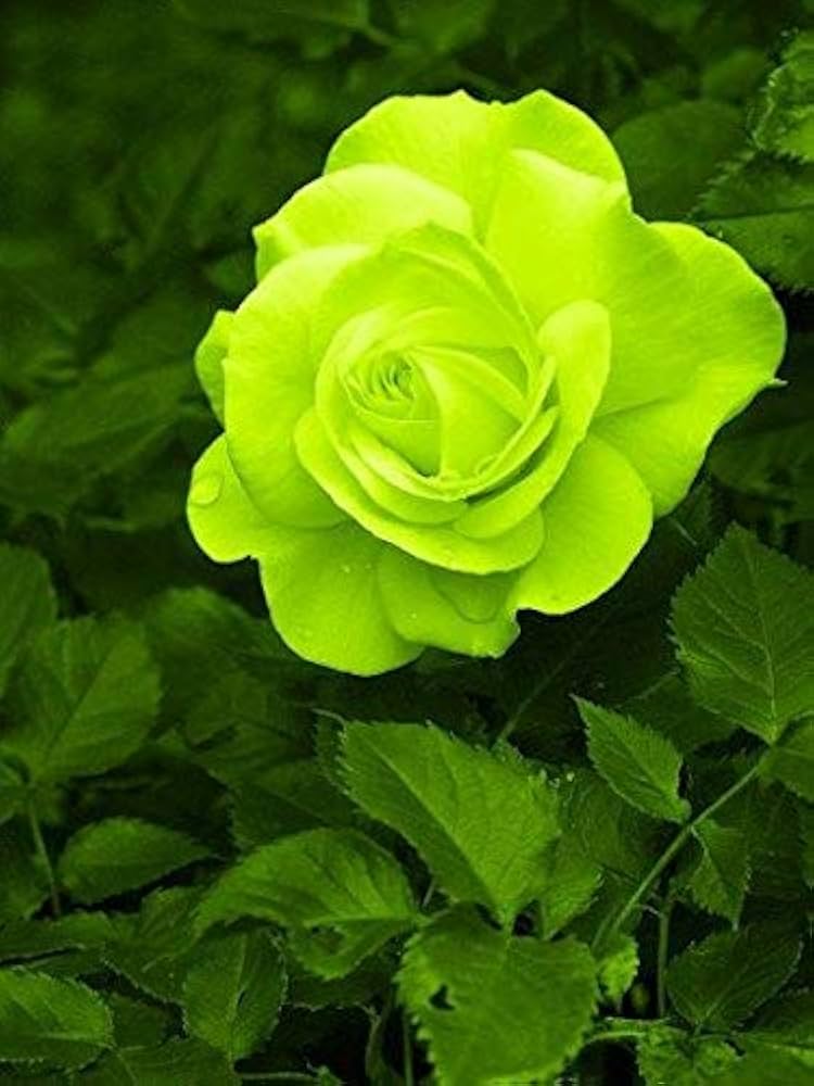 Green Rose flower seeds