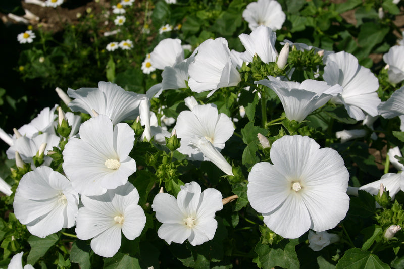 White Lavatera Flower Seeds for Planting – Heirloom Non-GMO Garden Seeds