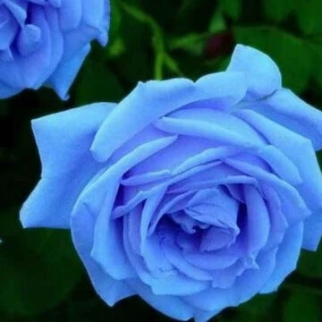 Blue Rose plant