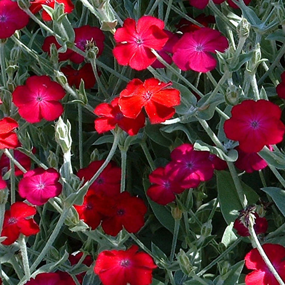 Rose Campion plant