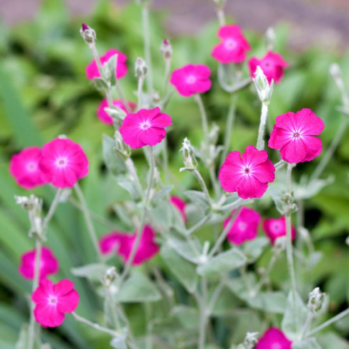 Rose Campion plant