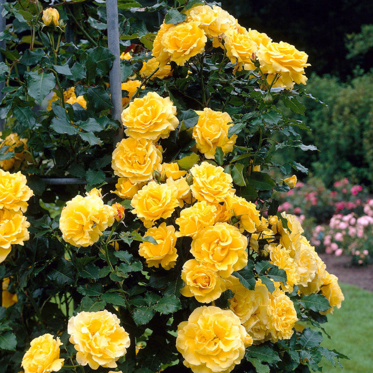 Bright Yellow Rose plant