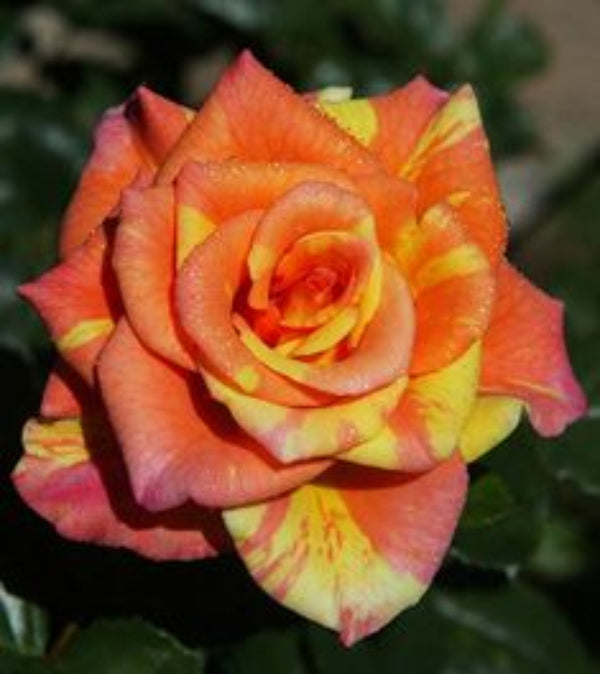 Rainbow Rose Flower plant