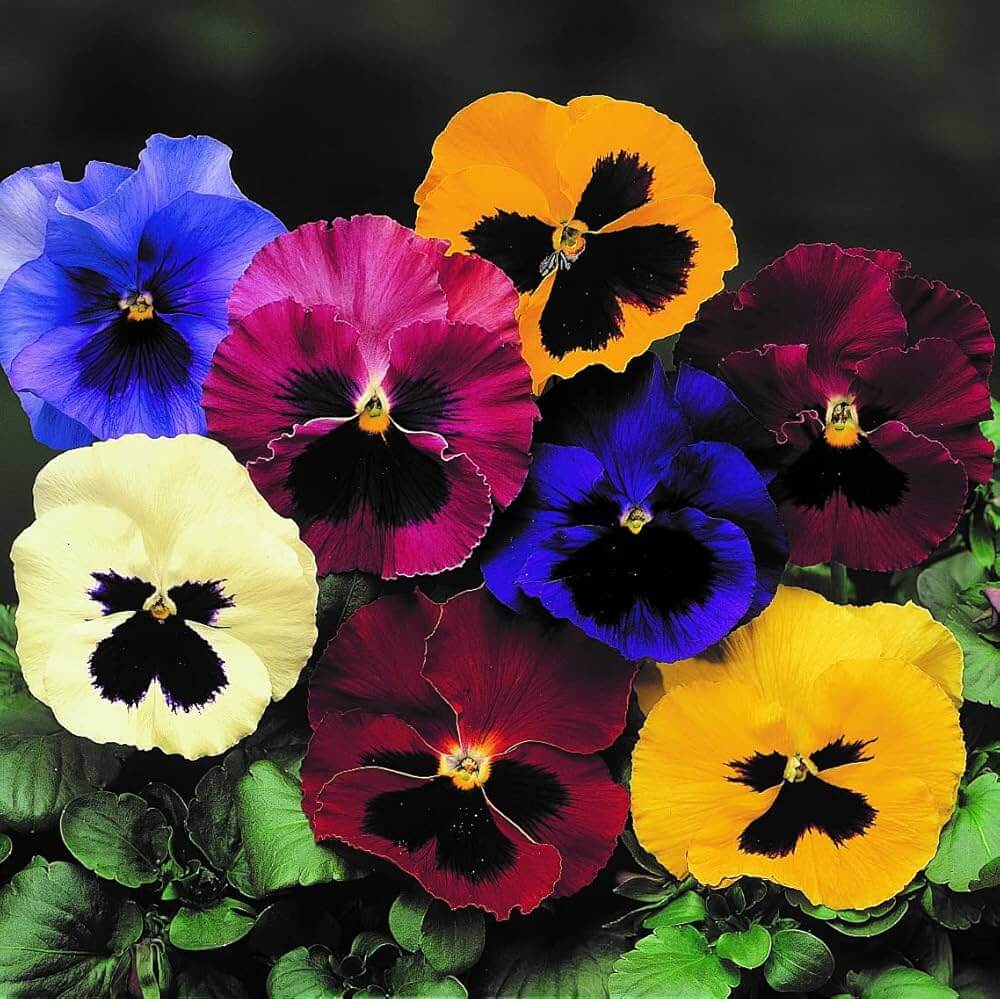 Rose Pansy plant