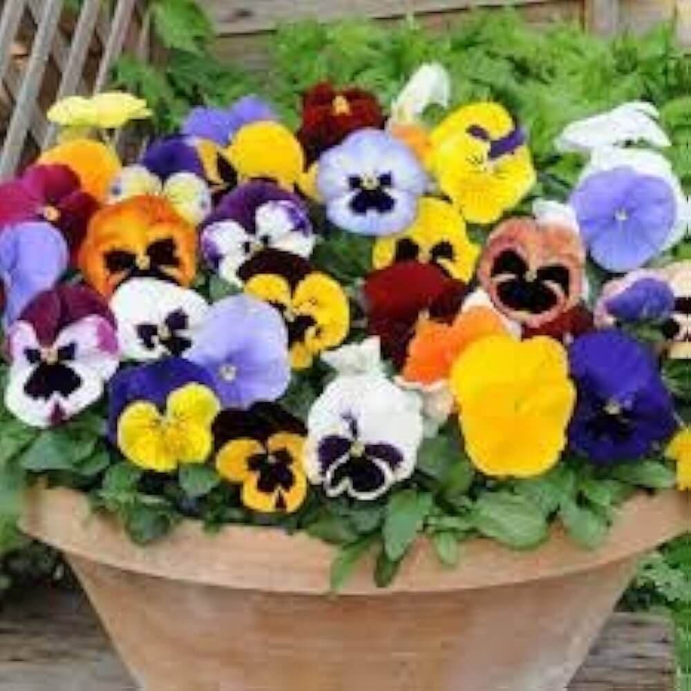 Rose Pansy plant