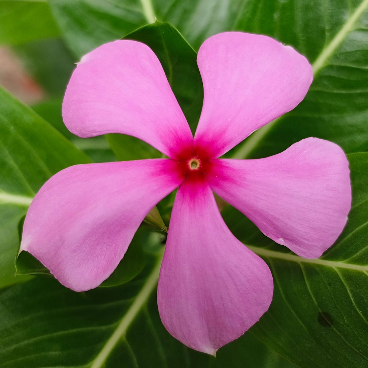 Rose Periwinkle plant
