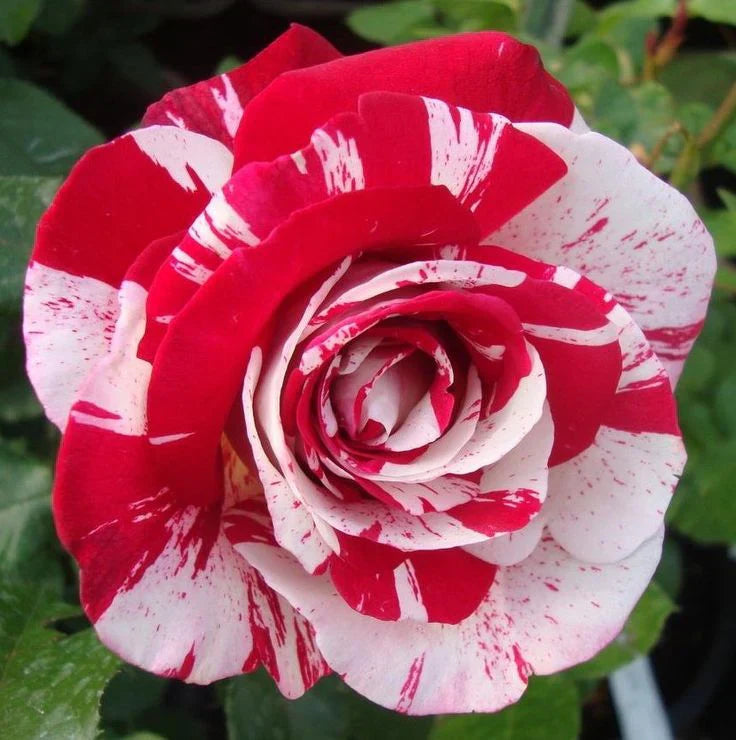 Red And flower seeds