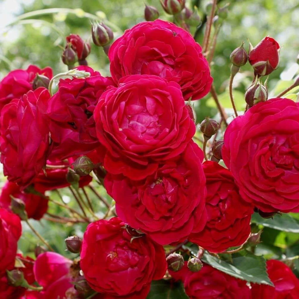 Double Petal Rose plant
