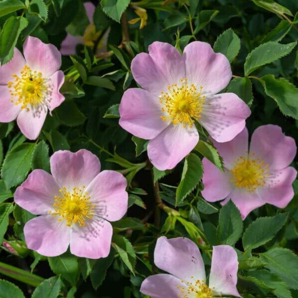 Rosa Canina Rose plant