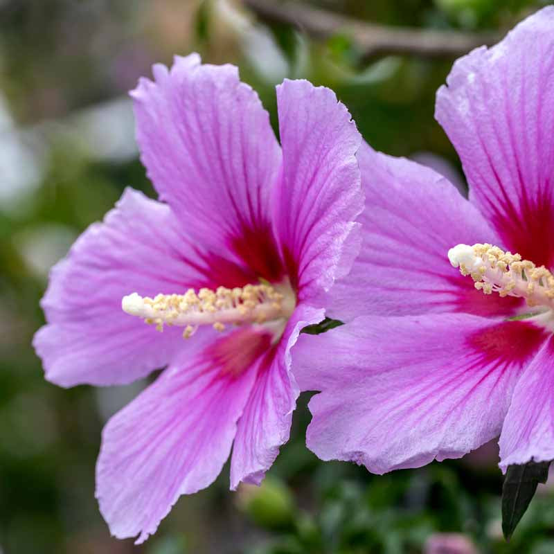 Rose of Sharon plant