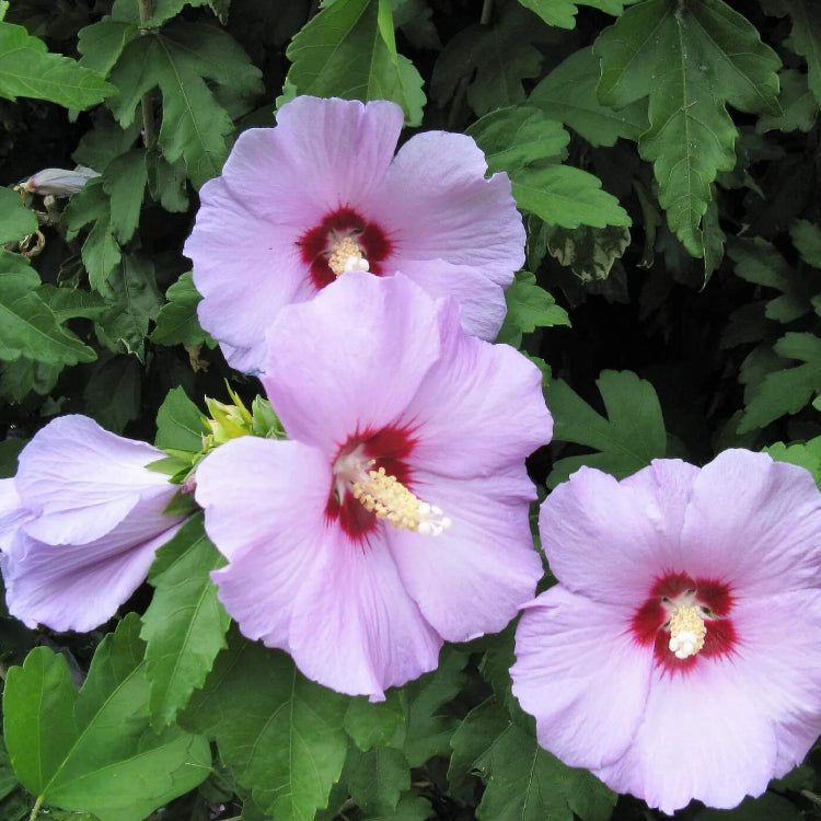 Rose of Sharon plant