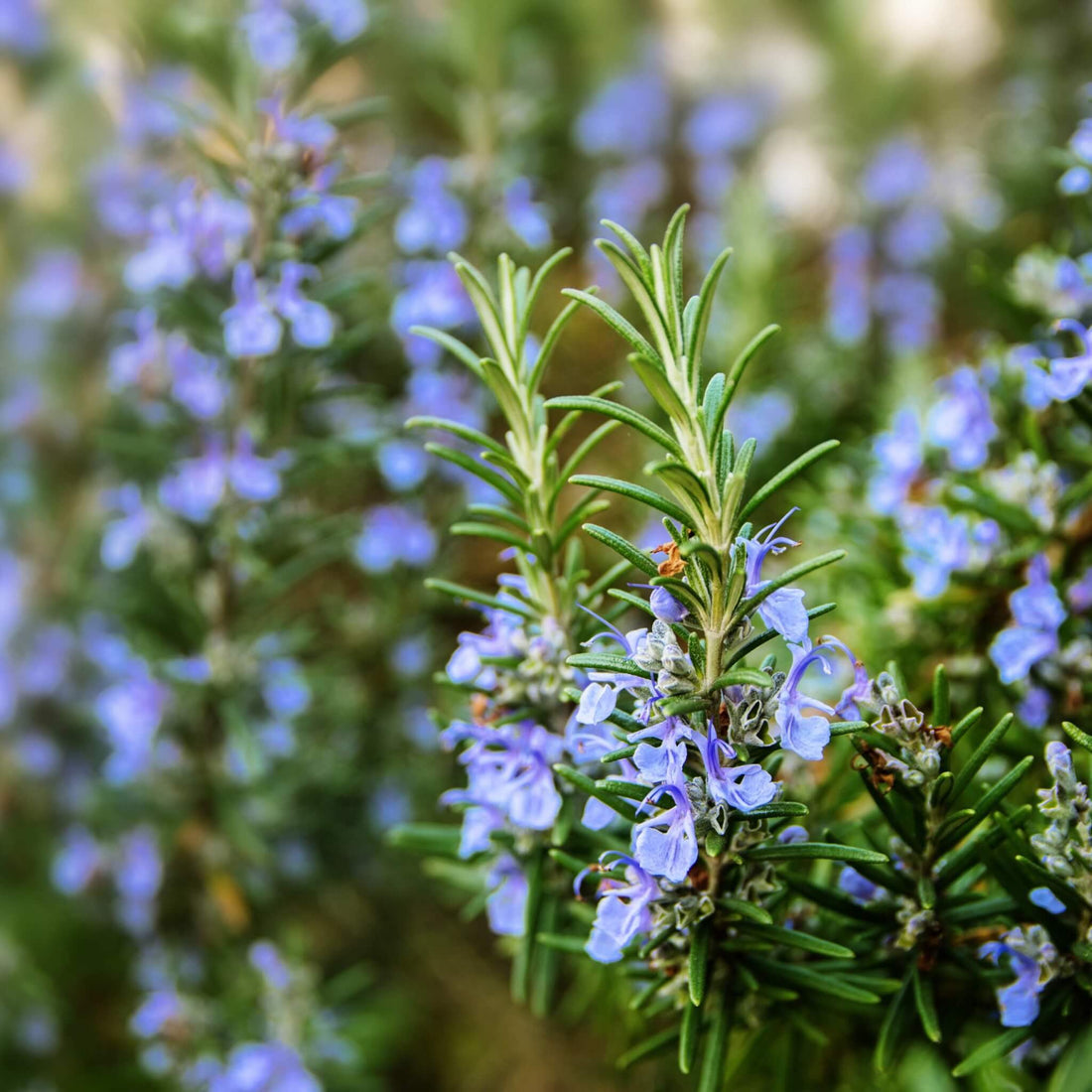 Purple Rosmarinus flower seeds