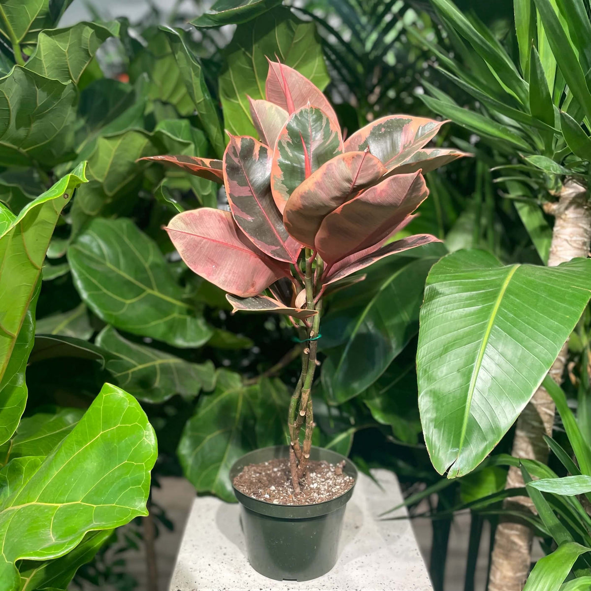 Rubber Plant