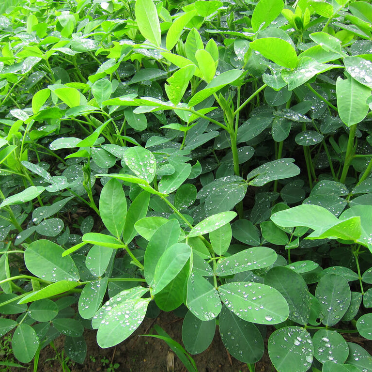 Runner Peanut plant