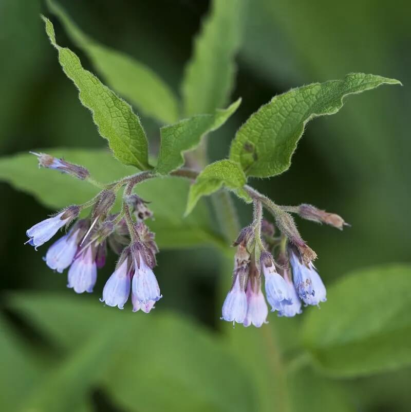 Russian Comfrey plant