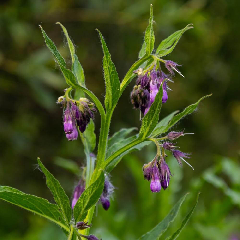 Russian Comfrey plant