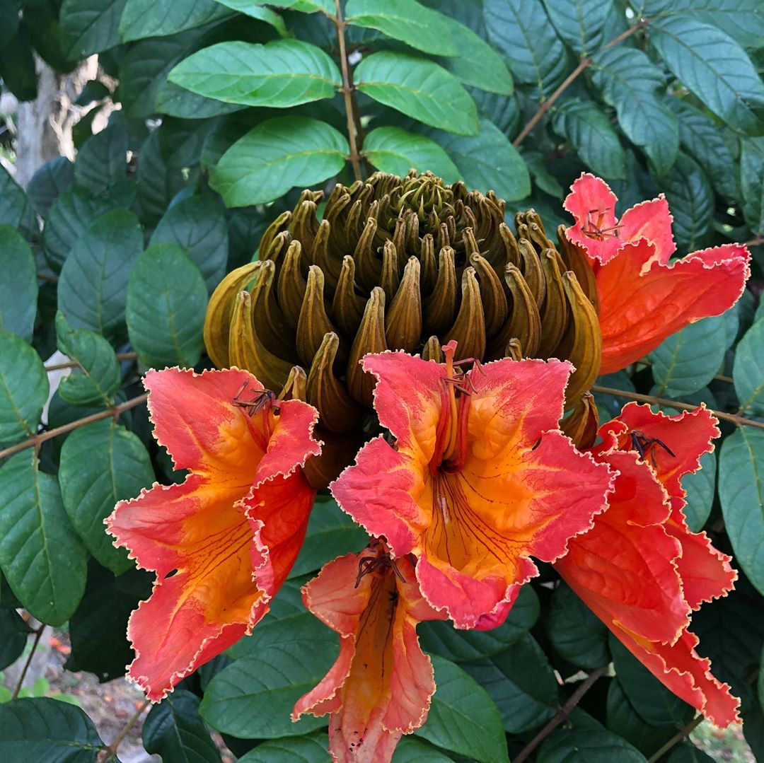 African Tulip flower seeds