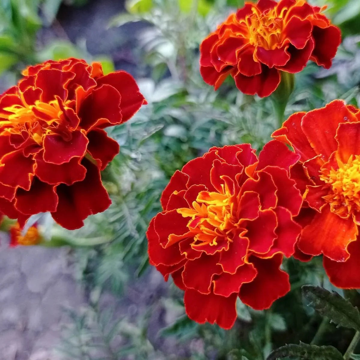 Safari Red Marigold plant