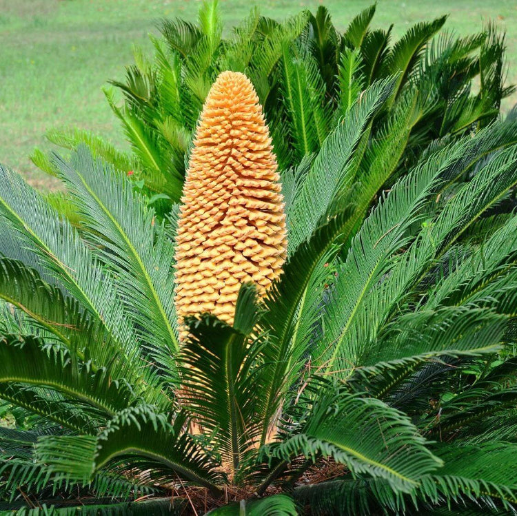 Palm Seeds(Cycas revoluta) plant