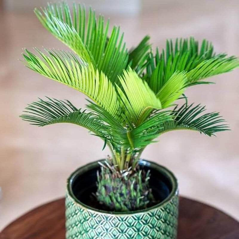 Sago Palm plant