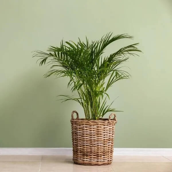 Sago Palm plant