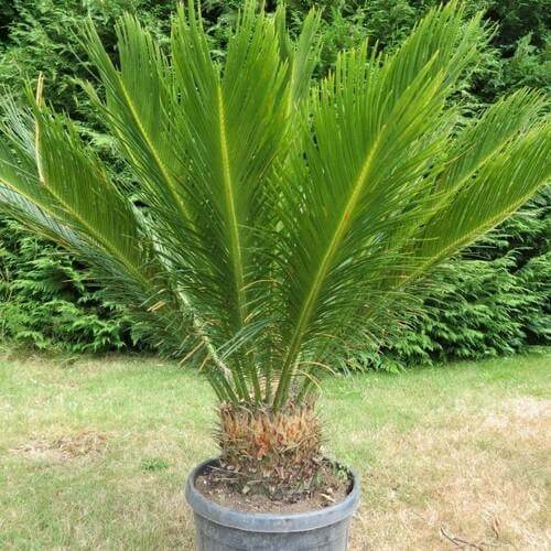 Sago Palm plant