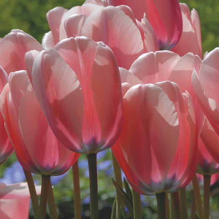 Tulip flower seeds