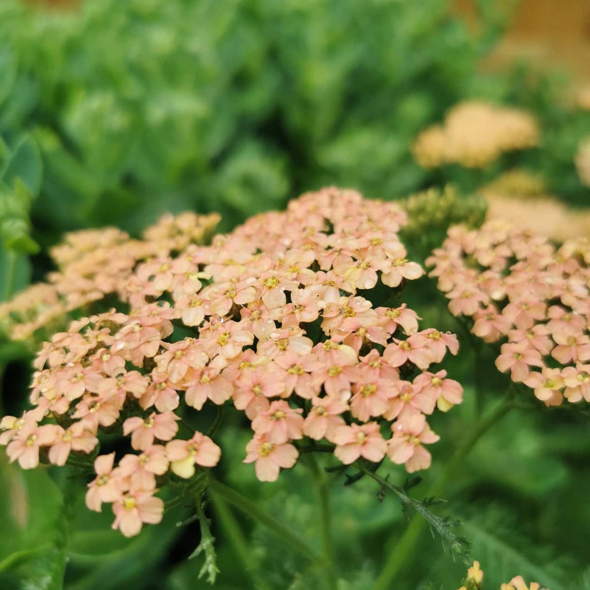 Salmon Beauty Achillea plant