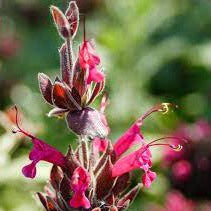Salvia Spathacea Sage plant
