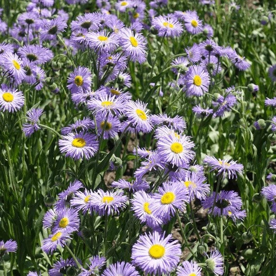 Santa Barbara Daisy plant