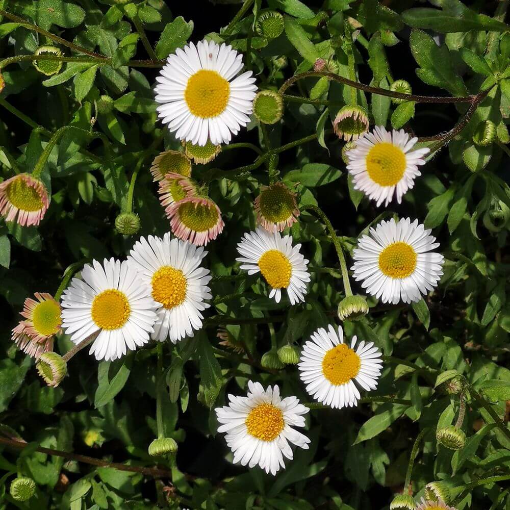 Santa Barbara Daisy plant