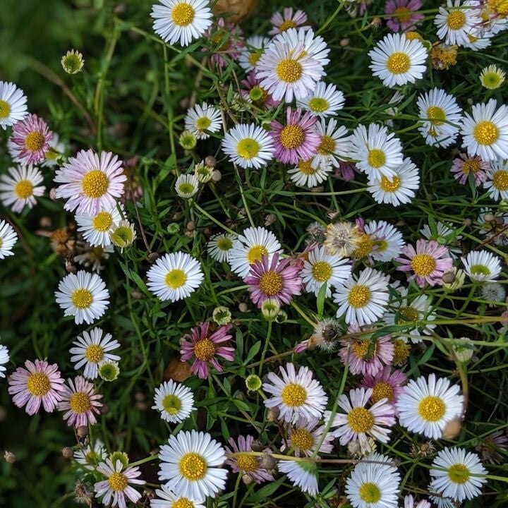 Santa Barbara Daisy plant
