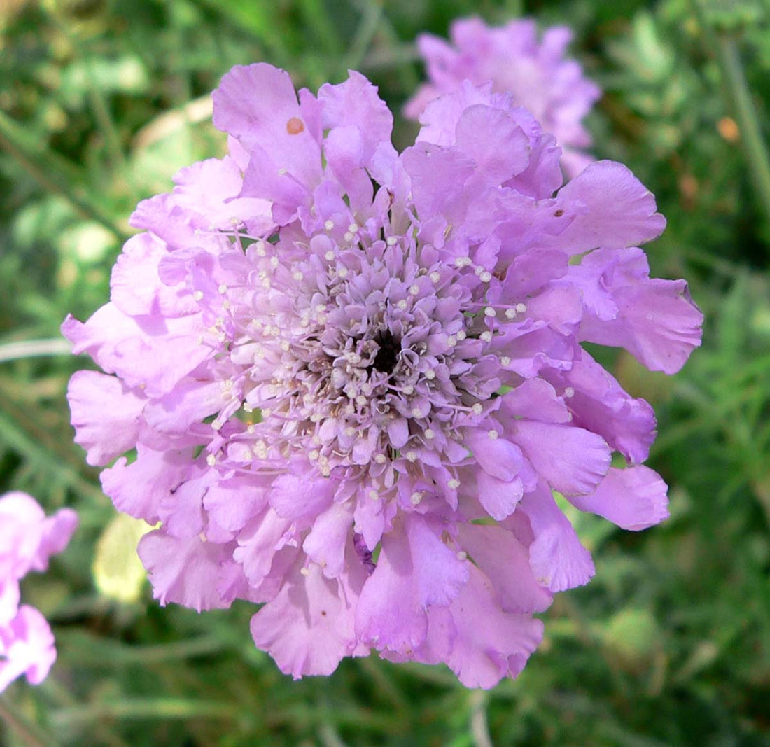 Scabiosa flower seeds