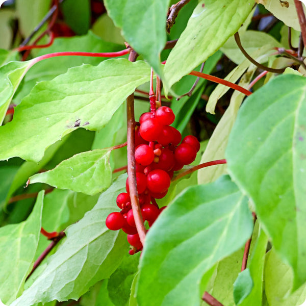 schisandra seeds