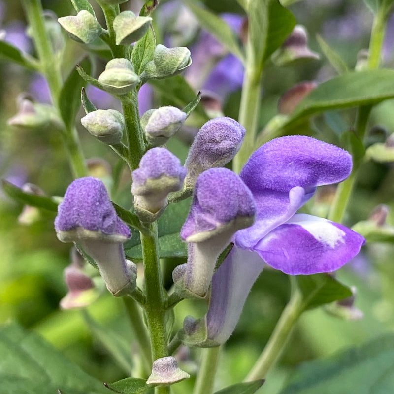 Purple Scutellaria flower seeds