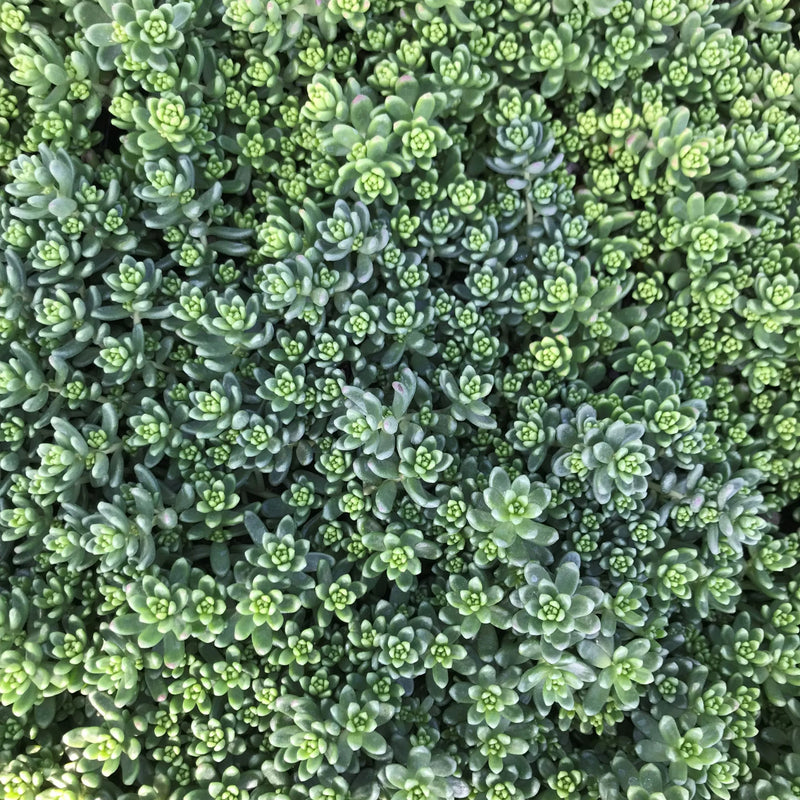 Green Sedum Album Flower Seeds for Planting – Heirloom Non-GMO Garden Seeds