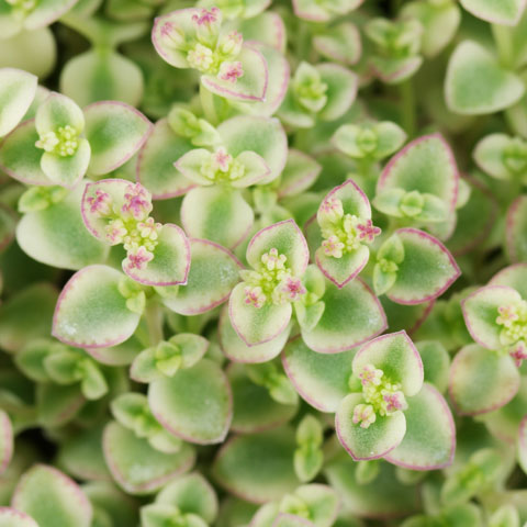Little Missy flower seeds