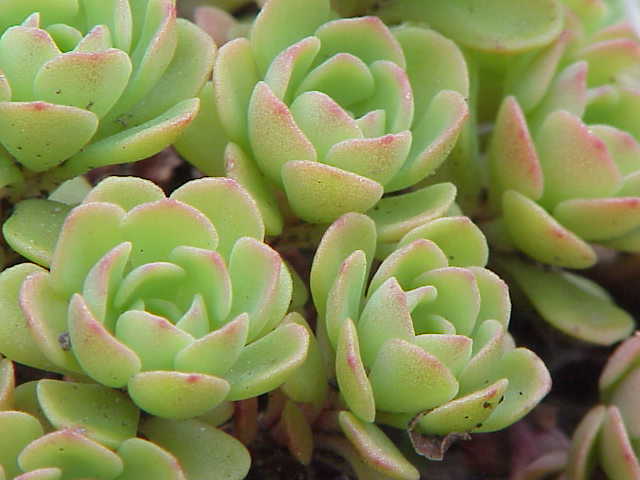 Graines de sedum Green Cliff pour la plantation – Graines de jardin Sedum