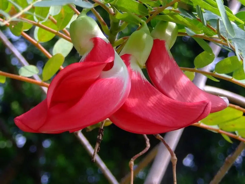 Pink Sesbania Grandiflora Flower Seeds for Planting – Heirloom Non-GMO Garden Seeds