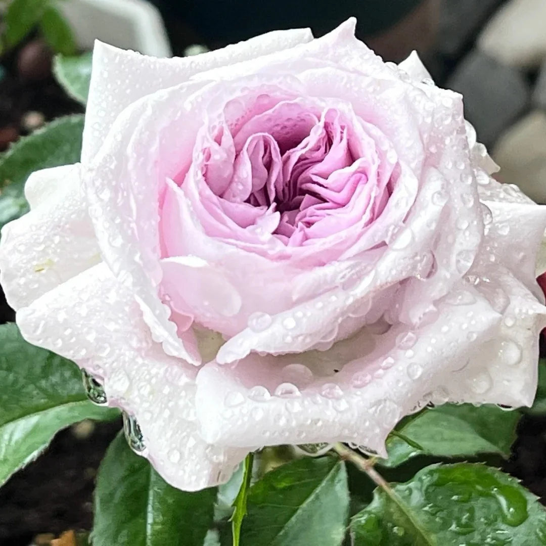 Grey Rose flower seeds
