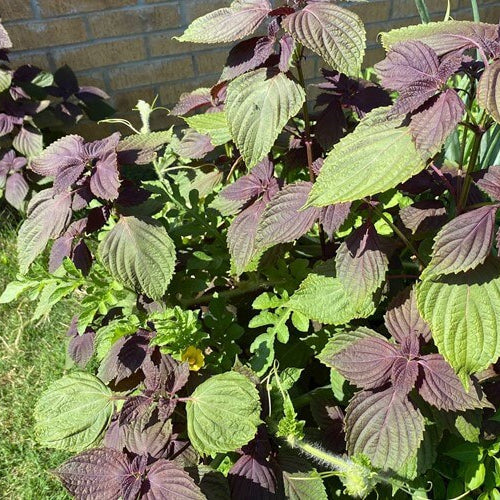 Shiso plant