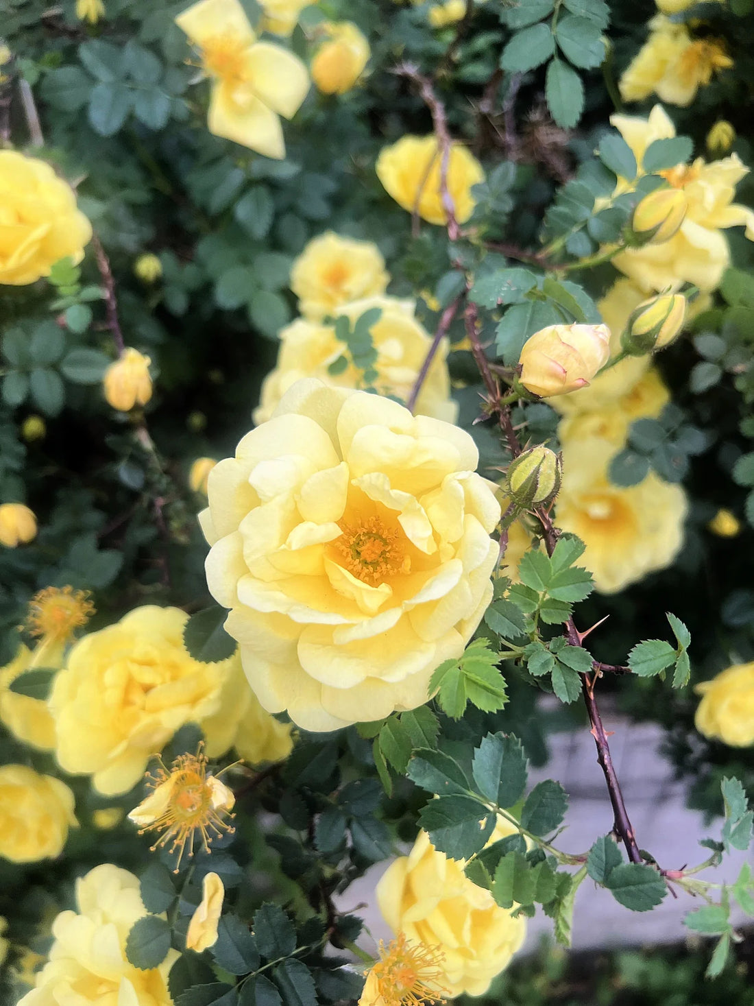 Cream Rosa flower seeds